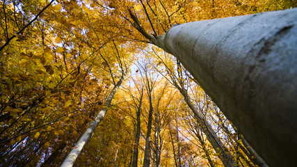 Autumn color explosion