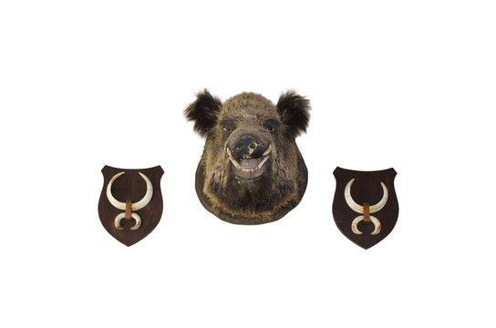 Trophy of wild boar and tusks