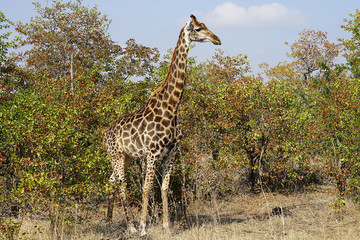 African Giraffe Kruger National Park in the wilderness Head