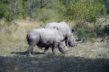 Fototapeta premium white Rhino in the wilderness of Africa