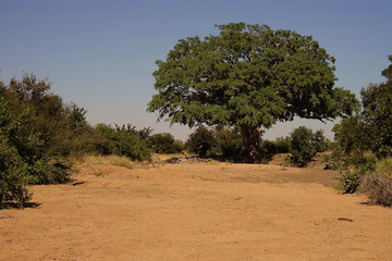 Obraz premium African Street in the Wilderness with Tree