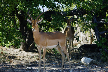 Gazelle in the wilderness of Africa alone