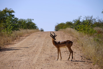 Gazelle in the wilderness of Africa alone