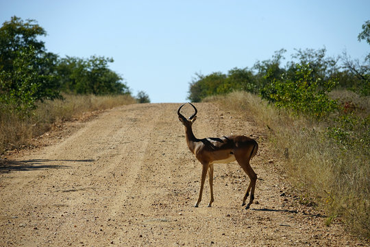 Gazelle in the wilderness of Africa alone