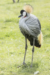 Crowned crane standing and enjoying some sunshine