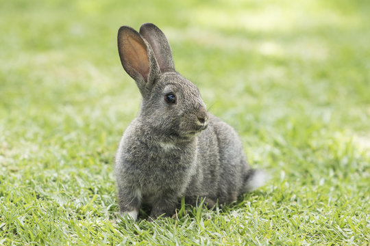 fluffy brown rabbit sitting on a green lawn