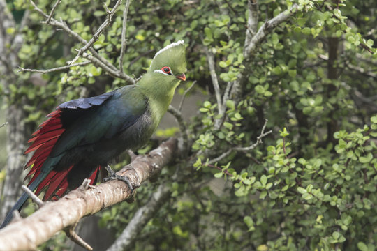 Knysna loerie stretches its wings to show its beautiful colours