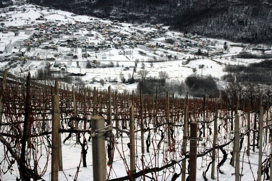 inverno in vigna