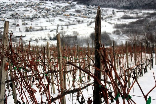 inverno in vigna