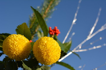 和風素材、お正月、ポンポン菊、松、銀柳、千両