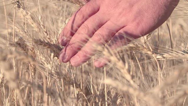 Male hand touching wheat or rye spikes in field full HD slow-motion video. Close up spikelets. Harvest agriculture farm rural landscape. 