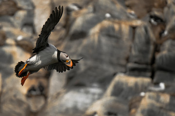 Puffin