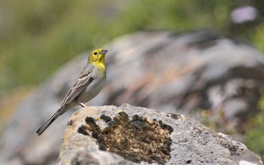 Cinereous Bunting ( Emberiza cineracea), Lesbos