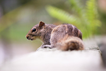 Obraz premium Streifenhörnchen 
