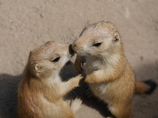 Verspielter Präriehundnachwuchs