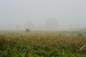Fototapeta na wymiar Łąka o świcie w gęstej mgle jesienią.