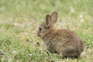 Naklejka na ściany i meble fluffy young brown rabbit sitting eating grass