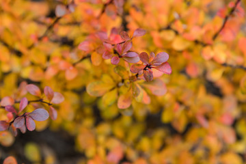 Leaves of trees with the typical colors of autumn
