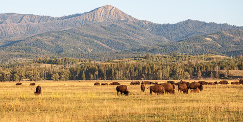 Fototapeta na wymiar Herd of Bison grazing in the plains in the Grand Teton National Park, WY, USA
