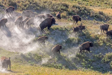 Foto op Plexiglas Herd of Bison Stampede in Yellowstone National Park © peresanz