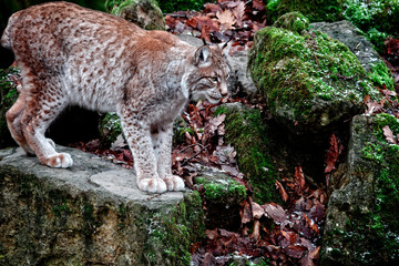 luchs