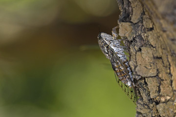 Cicada, Crete