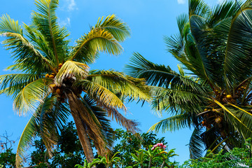 Coconut Trees in Cuba