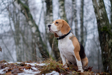 Beagle dog on a walk in a winter foggy day