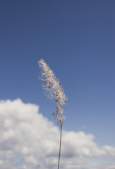 Fountain Grass and sky cold