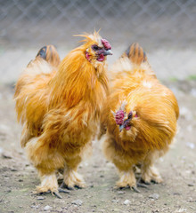 Portrait of two red silkie roosters, close up