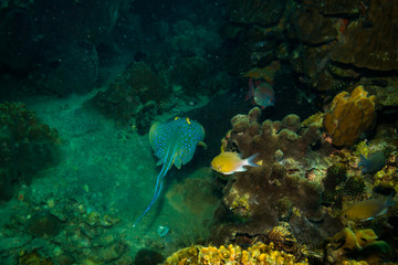 Blue spotted stingray