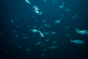 Fototapeta na wymiar Tuna