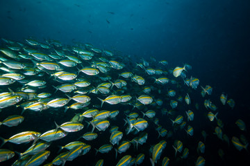 Fototapeta premium Yellowback fusiliers