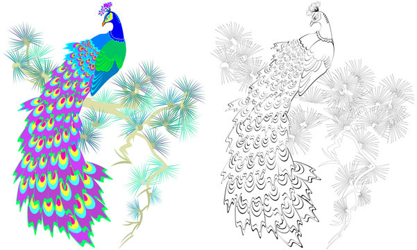 Colorful and black and white pattern for coloring. Illustration of beautiful peacock sitting on a pine branch. Worksheet for children and adults. Vector image.