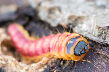 Willow drill eats through softwood