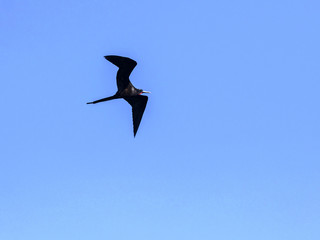 Obraz premium Flying male Magnificent frigatebird, Fregata magnificens, Santa Cruz, Galapagos, Ecuador