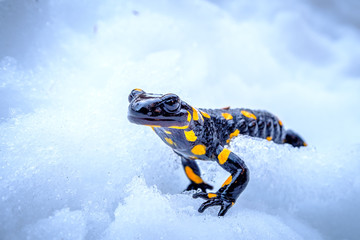 Fire and Ice Salamander