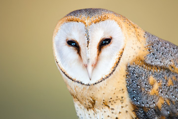 Portrait of a Barn Owl