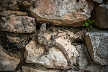 Lizard at Mayan Civilization 