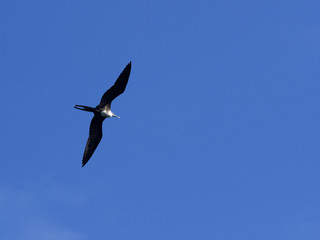Flying female Magnificent frigatebird, Fregata magnificens, Santa Cruz, Galapagos, Ecuador