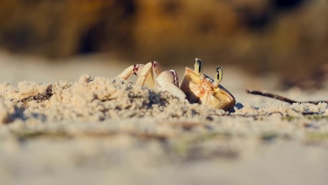 Crab building it's cave 03