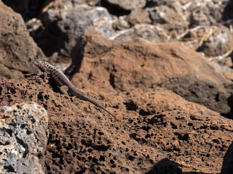 Galapagos lava lizard, Microlophus albemarlensis, is endemic to the Galapagos island.  Baltra Island, Galapagos