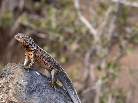 Male Galapagos lava lizard, Microlophus albemarlensis, Baltra Island, Galapagos