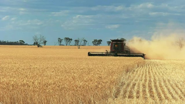 a header is used on a western australian wheat farm to harvest ripe grain