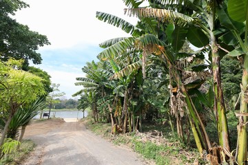 Fototapeta premium Banana plantations along the road before heading to the river.