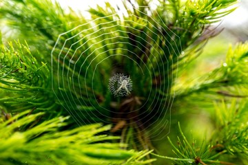 close up image of spider building web on the pine tree