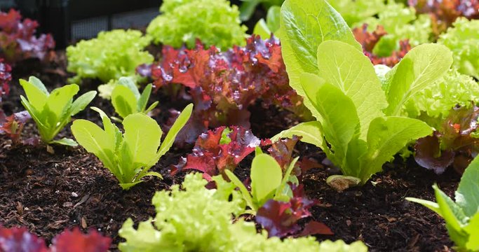 Fresh lettuce in garden