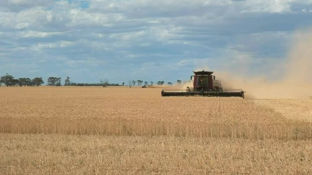 a red combine harvester is used on a western australian wheat farm to harvest ripe grain