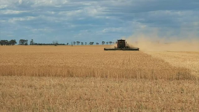 medium view of a header being used on a western australian wheat farm to harvest ripe grain