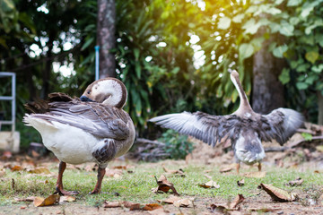 Two geese relax near the tall trees.